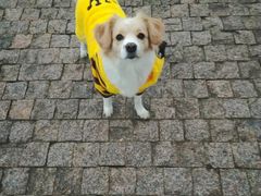 -艾贝尔宠物医院·24H转诊中心·肿瘤猫专科(江宁双龙店)