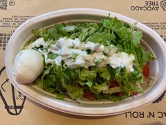 -油梨树AVOCADO TREE(顺义新国展店)