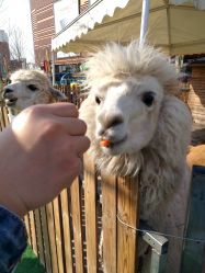 -萌宠亲子动物乐园(槐房万达店)