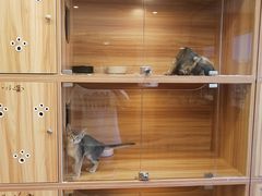 -猫十亿·布偶金渐层·曼基康矮脚猫舍(青年路店)