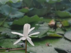 -惠州西湖丰渚园