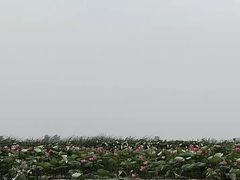 -焦岗湖旅游度假区
