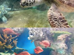 -福州罗源湾海洋世界旅游区