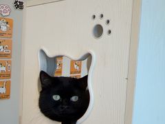 -有喵·猫咖·狗咖·30几只猫10只小狗(岗厦店)