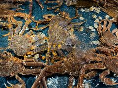 -龙宴海鲜城(经中路店)