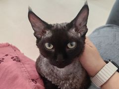 -唐小姐の猫狗洗护·购宠旗舰店(周浦万达店)