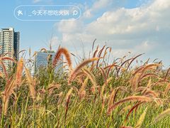 -光明小镇欢乐田园