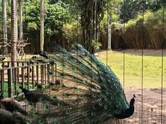-深圳野生动物园