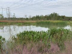 -昆山城市生态森林公园