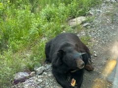 -黑瞎子岛探秘野熊园