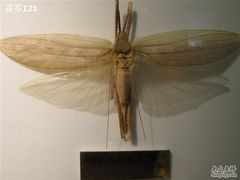 -上海昆虫博物馆