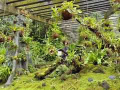 -深圳仙湖植物园