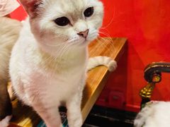 -猫色咖啡·猫咖