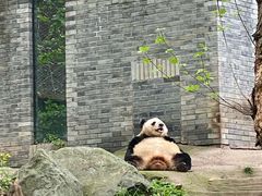 -都江堰中华大熊猫苑
