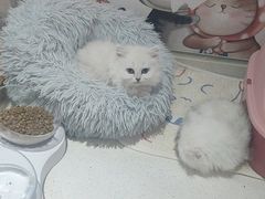 -糯米喵星人总部直营旗舰店·猫舍·幼猫出售
