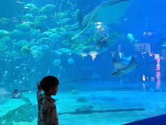 -烟台海昌鲸鲨海洋公园