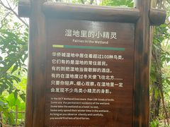 -华侨城湿地公园