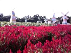 -松山湖梦幻百花洲
