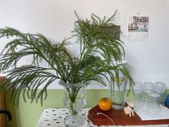-三花屋 Mihhanaya