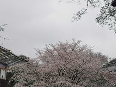 -无锡梅园公园