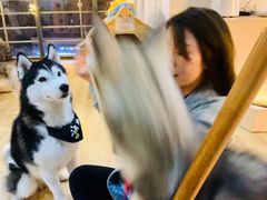 -Husky Go! 哈士奇体验馆·宠物咖啡厅狗咖