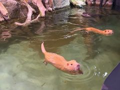-正佳雨林生态植物园