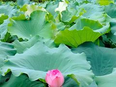 -陈家山荷花公园