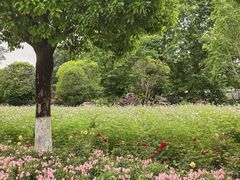 -花溪公园