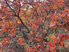 -北京西山国家森林公园