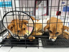 -艾吉宠物医院·疑难杂症转诊中心·猫友好(碧江路院)