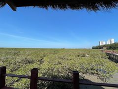 -北海金海湾红树林生态旅游区