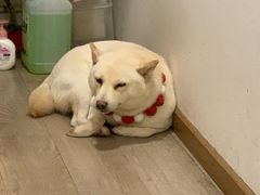 -柴迷FANS CLUB·柴犬狗咖·猫咖