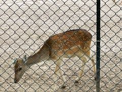 -北京麋鹿生态实验中心