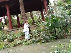 -铁山坪森林公园