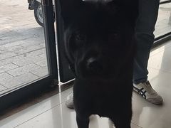 -艾贝尔宠物医院 ·内科全科(梁溪路店)