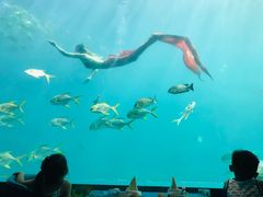 -瑞德姆美人鱼海底演艺主题餐厅(亚龙湾店)