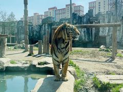 -上海野生动物园