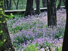 -西湖风景区-江洋畈生态公园