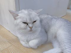 -猫咪派对(江南西店)