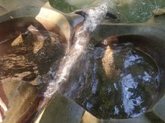 -成都市活水公园