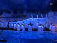 -芜湖新华联大白鲸海洋公园