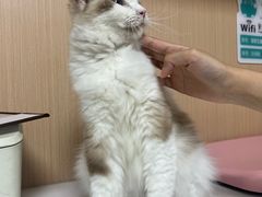 -谐和贝康宠物医院24小时·宠保定点(急重症转诊中心)