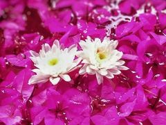 -味千拉面(双井店)