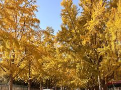 -三里屯东五街银杏大道