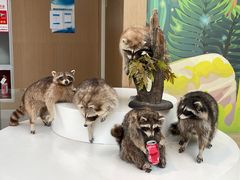 -陕西自然博物馆