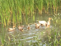 -昆山城市生态森林公园