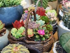 -双季花艺园艺市场(浦东店)