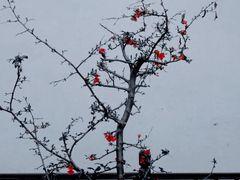 -青果巷历史文化街区