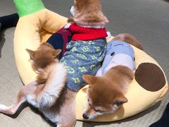 -逗柴咖啡屋·狗咖猫咖宠物桌游