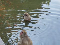 -合肥野生动物园